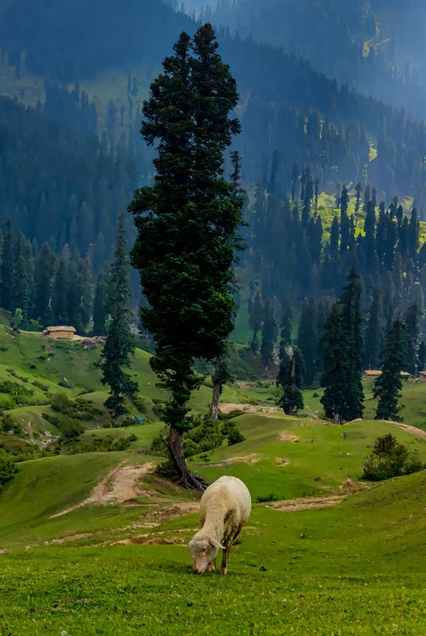 Bangus Valley
